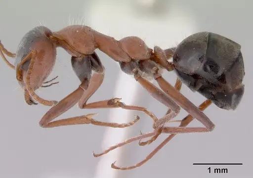 Iridomyrmex cappoinclinus specimen CASENT0172058 image casent0172058_3