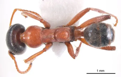 Iridomyrmex cephaloinclinus specimen ANTWEB1008639 image antweb1008639_1