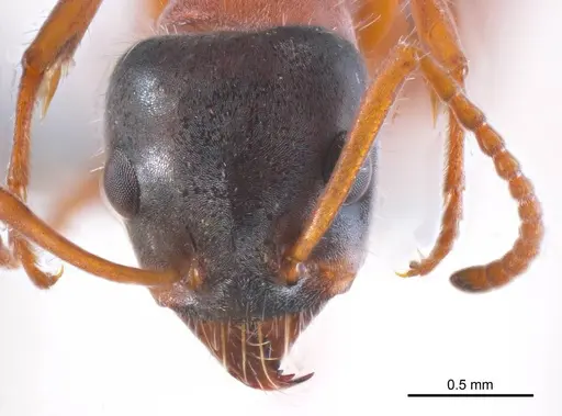 Iridomyrmex cephaloinclinus specimen ANTWEB1008639 image antweb1008639_2