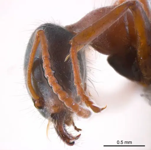Iridomyrmex cephaloinclinus specimen ANTWEB1008639 image antweb1008639_3
