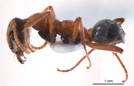 Iridomyrmex cephaloinclinus specimen ANTWEB1008639 image antweb1008639_4