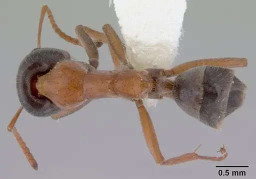 Iridomyrmex cephaloinclinus specimen CASENT0172059 image casent0172059_1