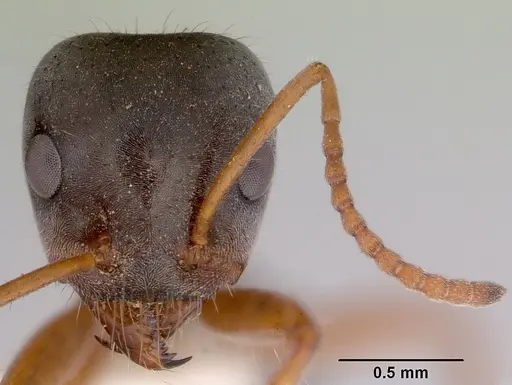 Iridomyrmex cephaloinclinus specimen CASENT0172059 image casent0172059_2