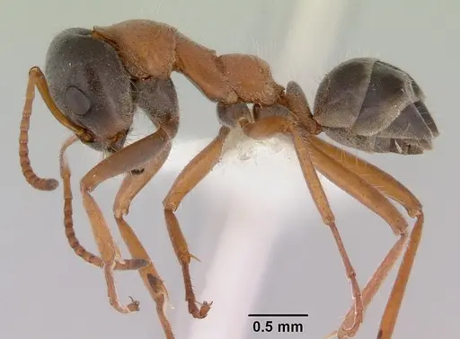Iridomyrmex cephaloinclinus specimen CASENT0172059 image casent0172059_3