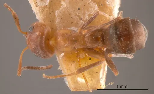 Iridomyrmex chasei specimen ANTWEB1008192 image antweb1008192_1
