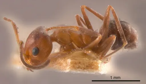 Iridomyrmex chasei specimen ANTWEB1008192 image antweb1008192_2