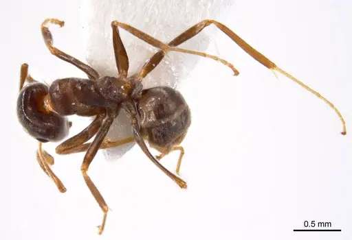 Iridomyrmex chasei specimen ANTWEB1008640 image antweb1008640_1