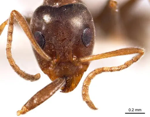 Iridomyrmex chasei specimen ANTWEB1008640 image antweb1008640_2
