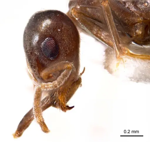 Iridomyrmex chasei specimen ANTWEB1008640 image antweb1008640_3