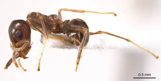 Iridomyrmex chasei specimen ANTWEB1008640 image antweb1008640_4