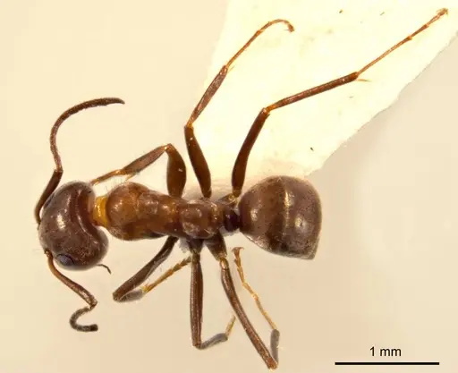 Iridomyrmex chasei specimen ANTWEB1008641 image antweb1008641_1