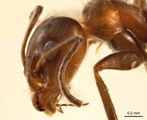 Iridomyrmex chasei specimen ANTWEB1008641 image antweb1008641_3