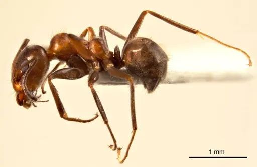 Iridomyrmex chasei specimen ANTWEB1008641 image antweb1008641_4