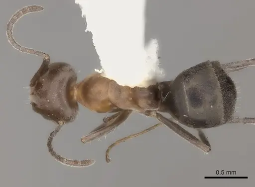 Iridomyrmex chasei specimen CASENT0217414 image casent0217414_1