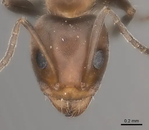 Iridomyrmex chasei specimen CASENT0217414 image casent0217414_2