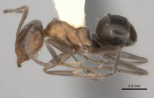 Iridomyrmex chasei specimen CASENT0217414 image casent0217414_3
