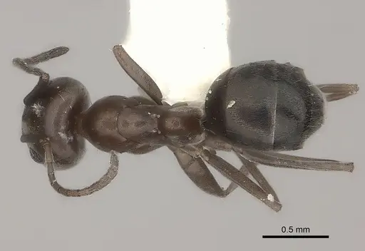 Iridomyrmex chasei specimen CASENT0217415 image casent0217415_1