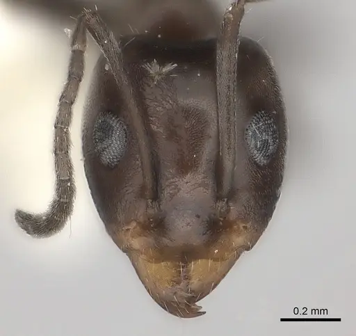 Iridomyrmex chasei specimen CASENT0217415 image casent0217415_2