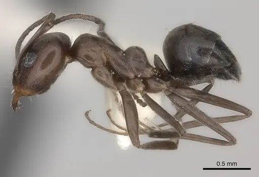 Iridomyrmex chasei specimen CASENT0217415 image casent0217415_3