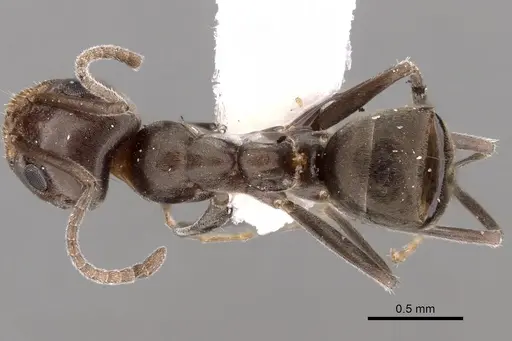 Iridomyrmex chasei specimen CASENT0249730 image casent0249730_1