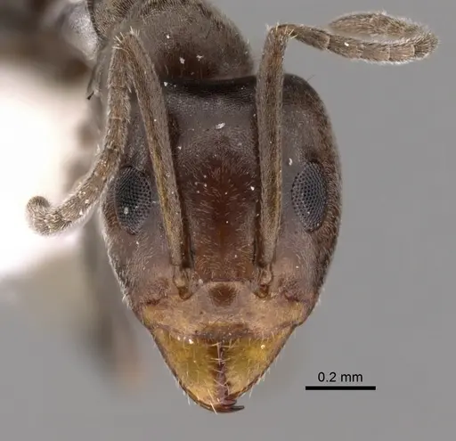 Iridomyrmex chasei specimen CASENT0249730 image casent0249730_2