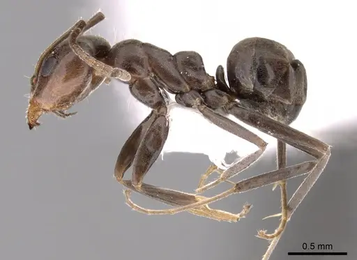 Iridomyrmex chasei specimen CASENT0249730 image casent0249730_3