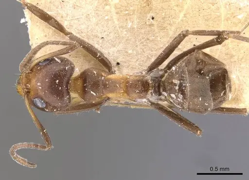 Iridomyrmex chasei specimen CASENT0909508 image casent0909508_1