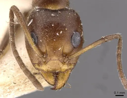 Iridomyrmex chasei specimen CASENT0909508 image casent0909508_2