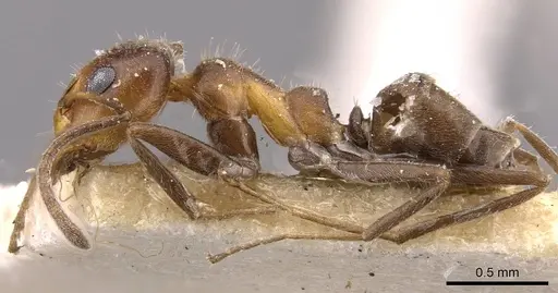 Iridomyrmex chasei specimen CASENT0909508 image casent0909508_3
