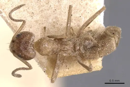 Iridomyrmex chasei specimen CASENT0909509 image casent0909509_1