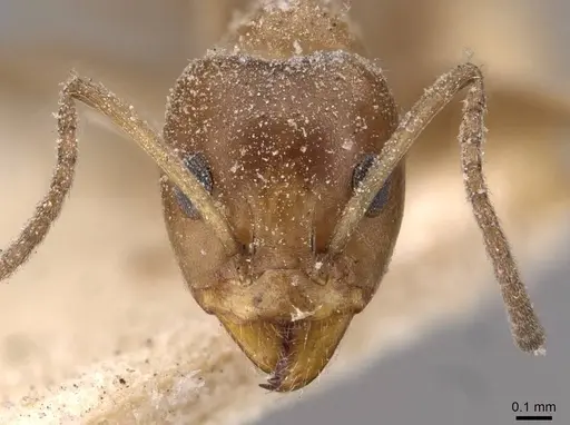 Iridomyrmex chasei specimen CASENT0909509 image casent0909509_2