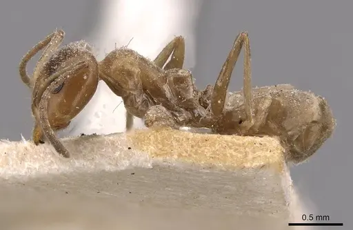 Iridomyrmex chasei specimen CASENT0909509 image casent0909509_3
