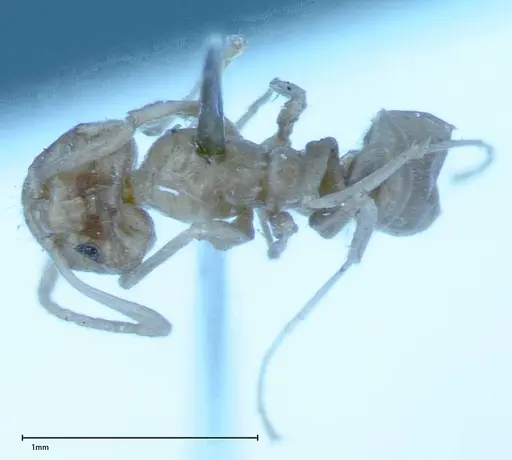 Iridomyrmex chasei specimen FOCOL0021 image focol0021_1