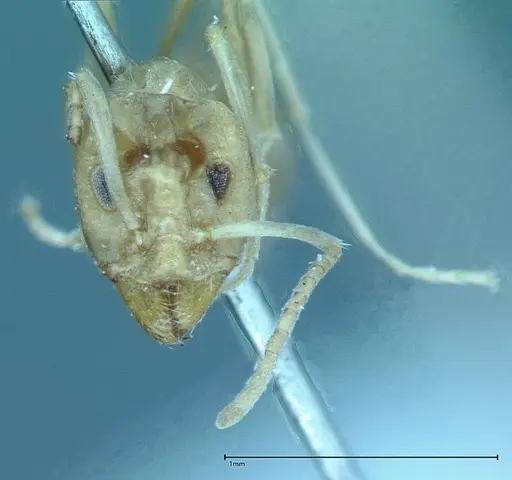 Iridomyrmex chasei specimen FOCOL0021 image focol0021_2