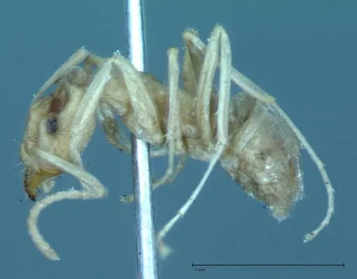 Iridomyrmex chasei specimen FOCOL0021 image focol0021_3