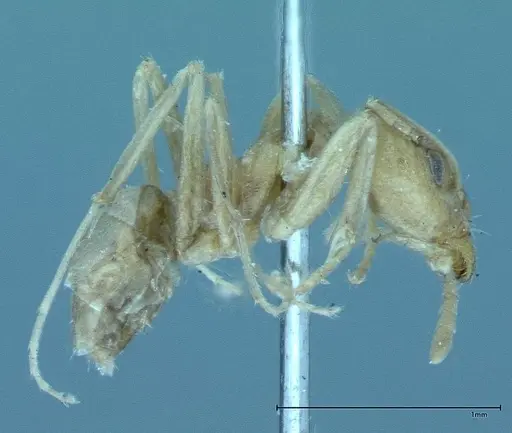 Iridomyrmex chasei specimen FOCOL0021 image focol0021_4