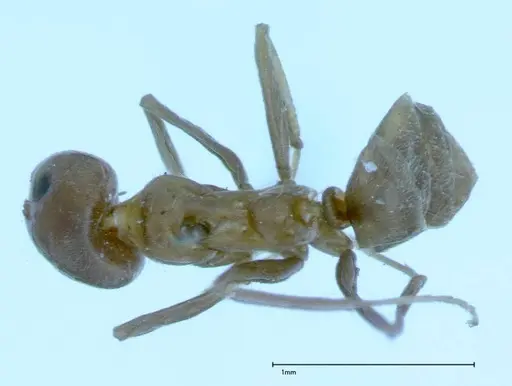 Iridomyrmex chasei specimen FOCOL0022 image focol0022_1