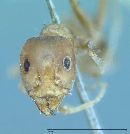 Iridomyrmex chasei specimen FOCOL0022 image focol0022_2