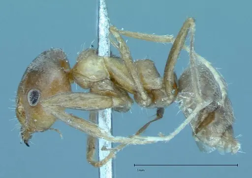 Iridomyrmex chasei specimen FOCOL0022 image focol0022_3