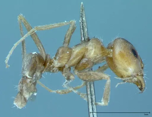 Iridomyrmex chasei specimen FOCOL0022 image focol0022_4