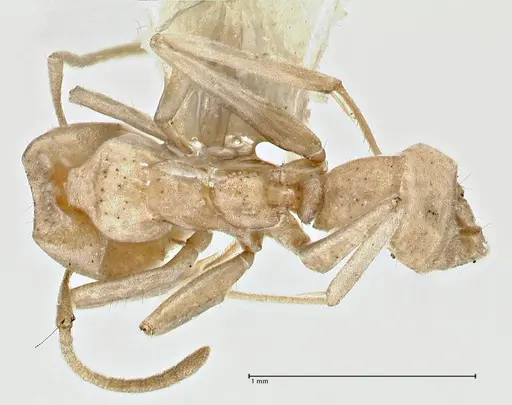 Iridomyrmex chasei specimen FOCOL2831 image focol2831_1