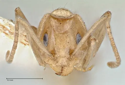 Iridomyrmex chasei specimen FOCOL2831 image focol2831_2