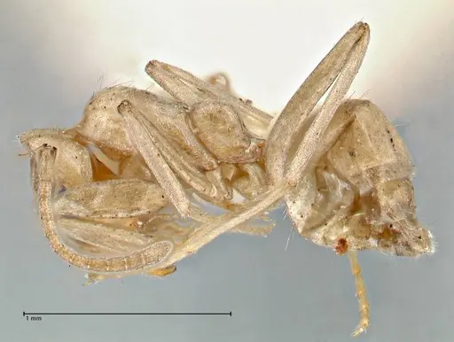 Iridomyrmex chasei specimen FOCOL2831 image focol2831_3
