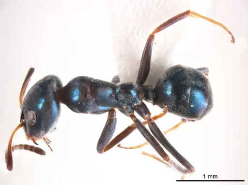 Iridomyrmex coeruleus specimen ANTWEB1008642 image antweb1008642_1
