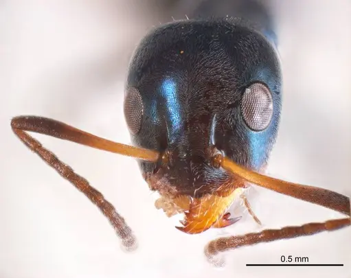 Iridomyrmex coeruleus specimen ANTWEB1008642 image antweb1008642_2