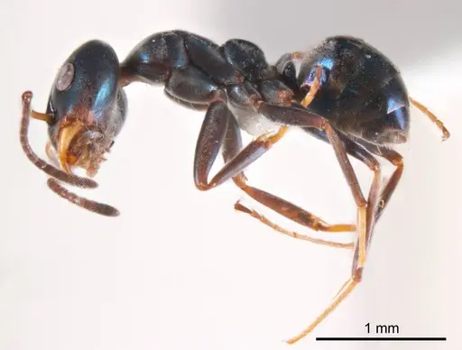 Iridomyrmex coeruleus specimen ANTWEB1008642 image antweb1008642_3
