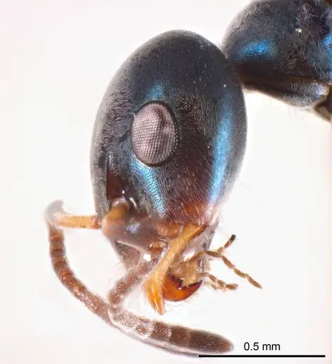 Iridomyrmex coeruleus specimen ANTWEB1008642 image antweb1008642_4
