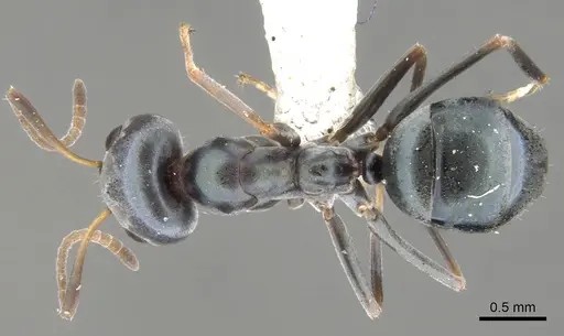 Iridomyrmex coeruleus specimen CASENT0903105 image casent0903105_1