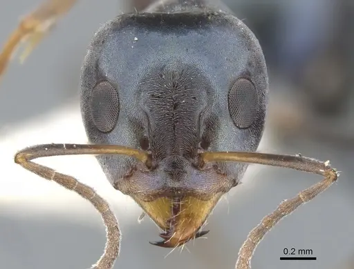 Iridomyrmex coeruleus specimen CASENT0903105 image casent0903105_2
