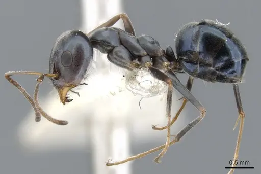 Iridomyrmex coeruleus specimen CASENT0903105 image casent0903105_3